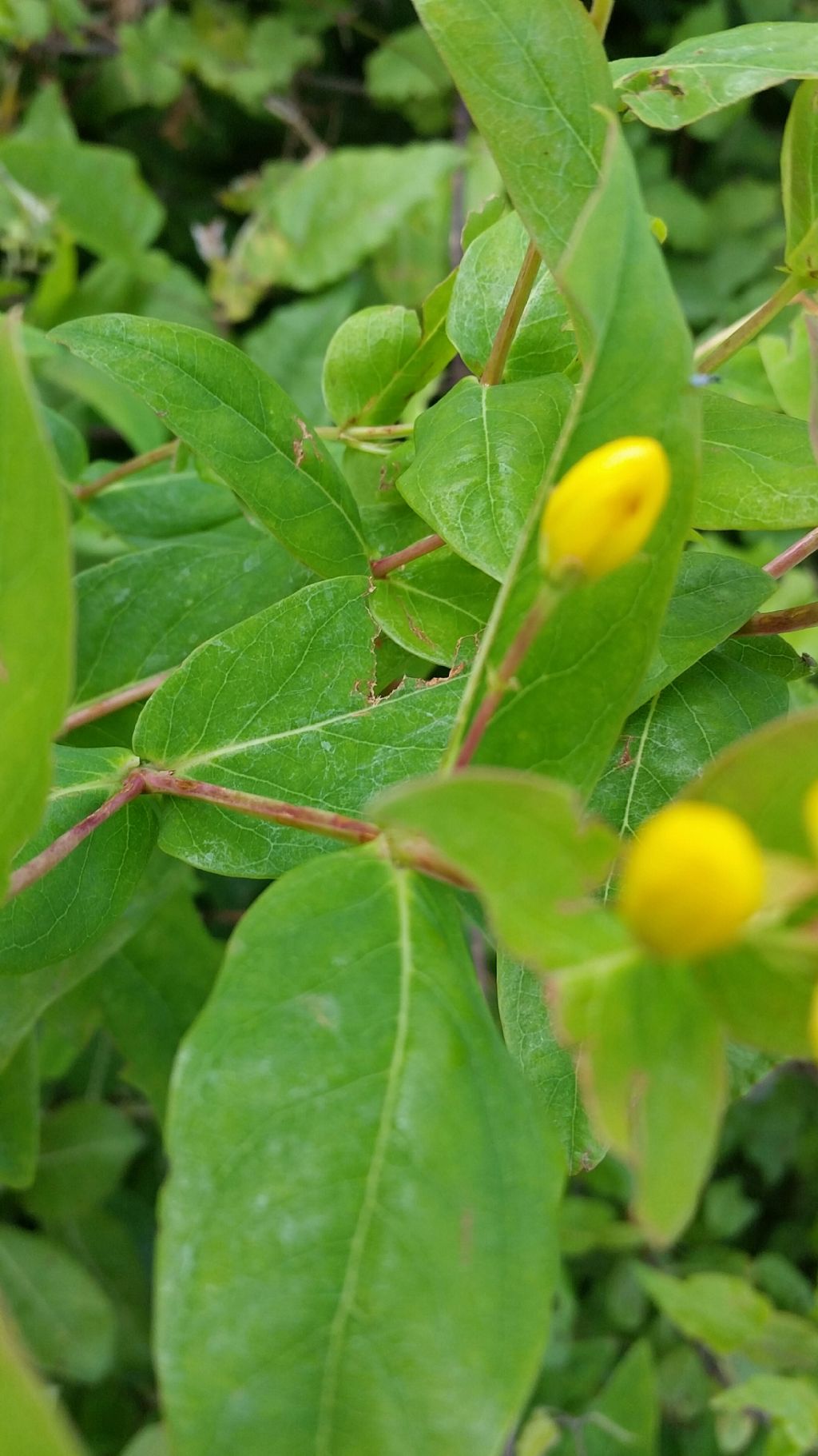 Hypericum androsaemum (Hypericaceae)